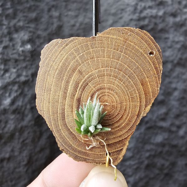 阿根廷蘿莉-實生/Tillandsia loliacea(Argentina) 