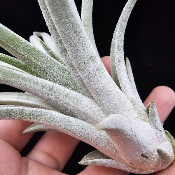 香檳×子彈(大肥芽)/Tillandsia chiapensis × mitlaensis 