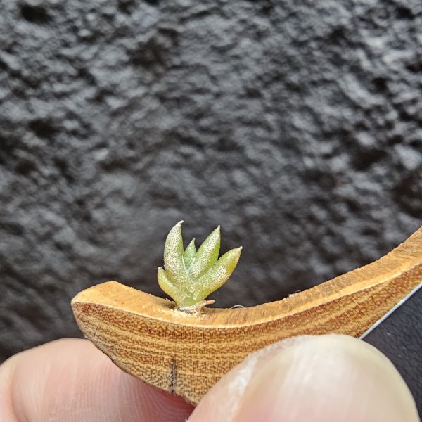 吉利/Tillandsia gilliesii forma major 