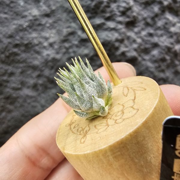 羅西塔小精靈(選)母株可參考圖二/Tillandsia ionantha rosita 