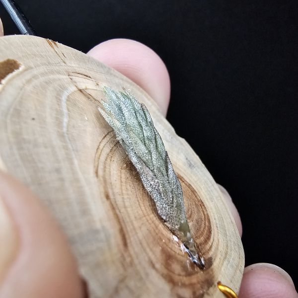 彈頭(阿根廷)/Tillandsia pedicellata(Argentina) 