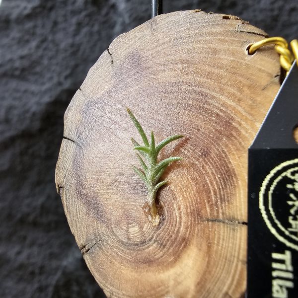卡畢拉瑞斯-小型/Tillandsia Capillaris lottes 