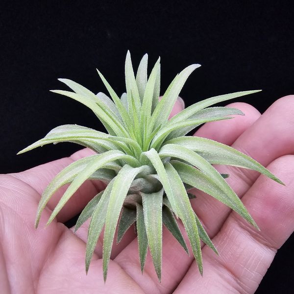 刺蝟小精靈(肥肥芽)/Tillandsia ionantha 'Hedgehog' 