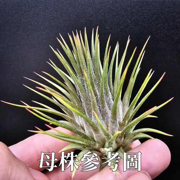 小精靈V.多國花/Tillandsia ionantha v. stricta~圖四母株參考，成株為密集細硬葉的表現表現，光照穩定會顯暗紅色！ 