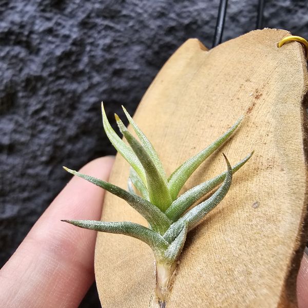 方洞(棕色瓣狀花)/Tillandsia Rectangula 