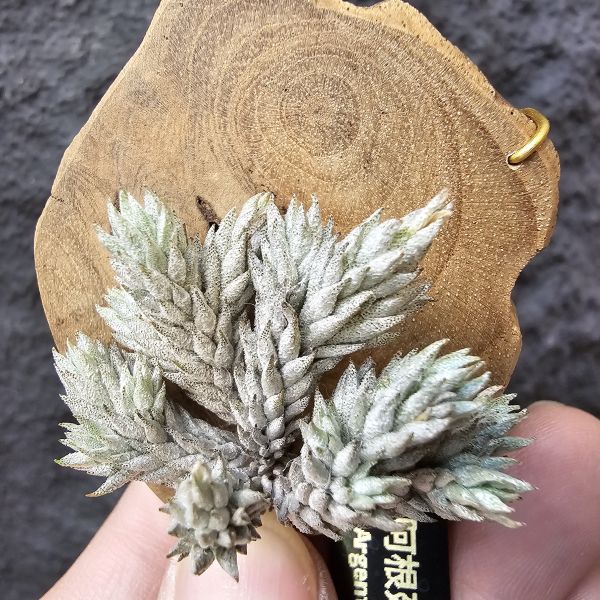 彈頭(肥短葉)/Tillandsia pedicellata(Argentina)~商店所販售彈頭品項~皆為嚴格挑選植株、無枯萎品項！ 