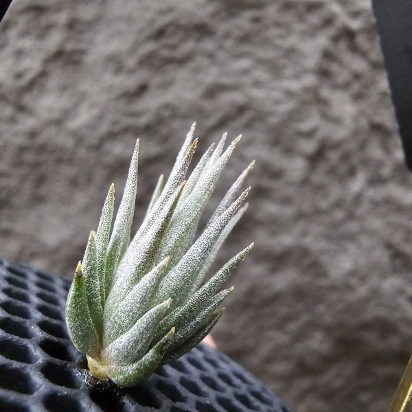 橙花媳婦×龍精靈/Tillandsia erici × ionantha Ron(TI)~From JoLi 