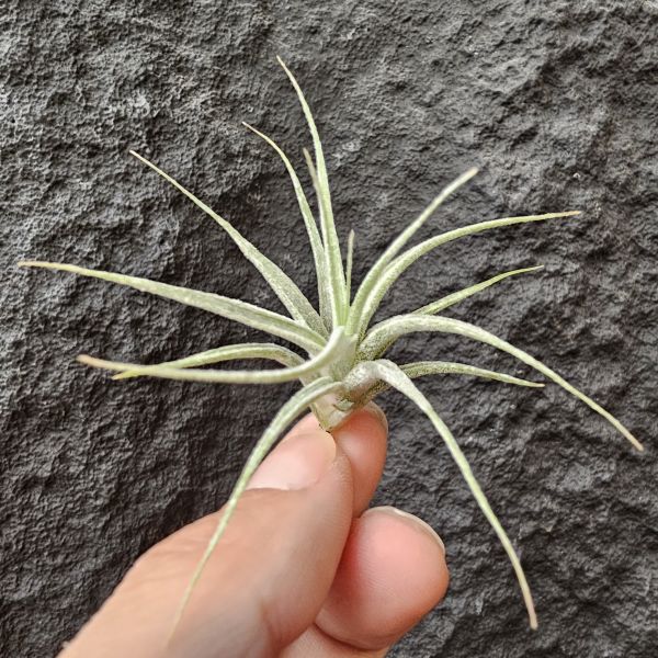 露西×香帕斯/Tillandsia Luciille × Chiapas Gigantesco(CYC#530) 