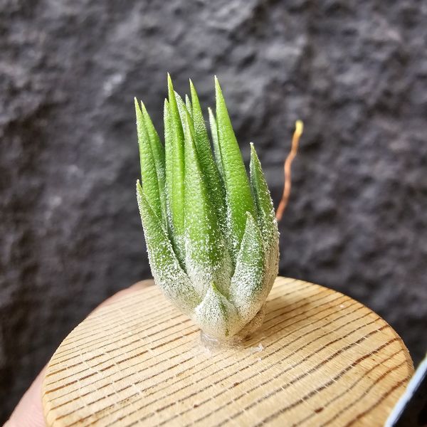 雨林AP小精靈/Tillandsia ionantha Apretado (RFI) 