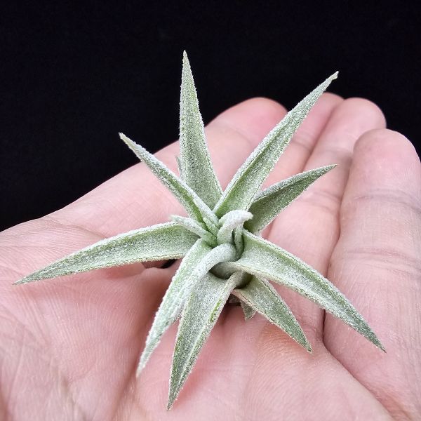 露西×小精靈(泰)/Tillandsia Lucille × ionantha~較少流通的泰國個體，圖五為成株參照。 