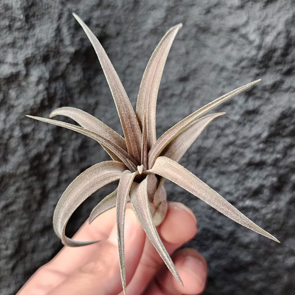 維多利亞×科帕尼西斯-稀少(Europe)~/Tillandsia Victoria × Copanensis 