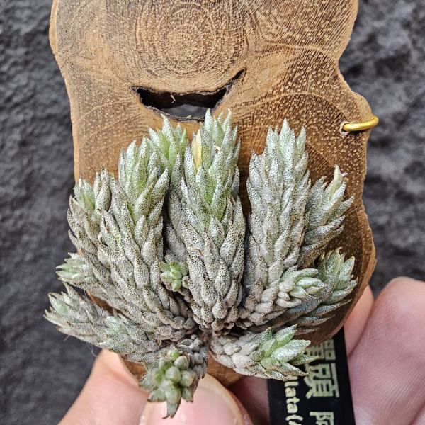 彈頭(肥短葉)/Tillandsia pedicellata(Argentina)~商店所販售彈頭品項~皆為嚴格挑選植株、無枯萎品項！ 