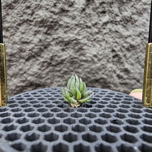毛薩迦變×初戀(叢生帶三小芽)/Tillandsia zecheri v. zecheri × arequitae(UY)~野採毛薩迦變交烏拉圭原種初戀，是相當不容易的交種！圖四、五為親本參考 