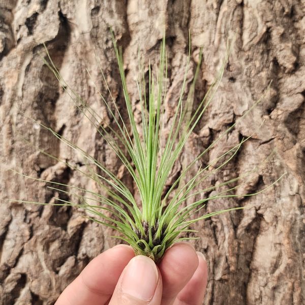 綠毛毛/Tillandsia Filifolia 