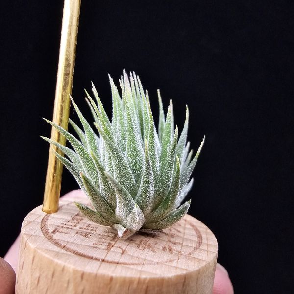 花生米小精靈(早期)/Tillandsia ionantha peanut~形態較矮胖些 
