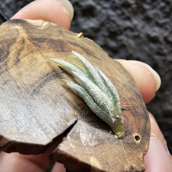 歐洲眉刷(小型少有)/Tillandsia cardenasii(Europe) 