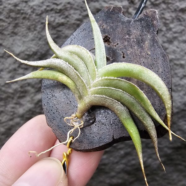 燕子minor/Tillandsia gilliessii forma minor 