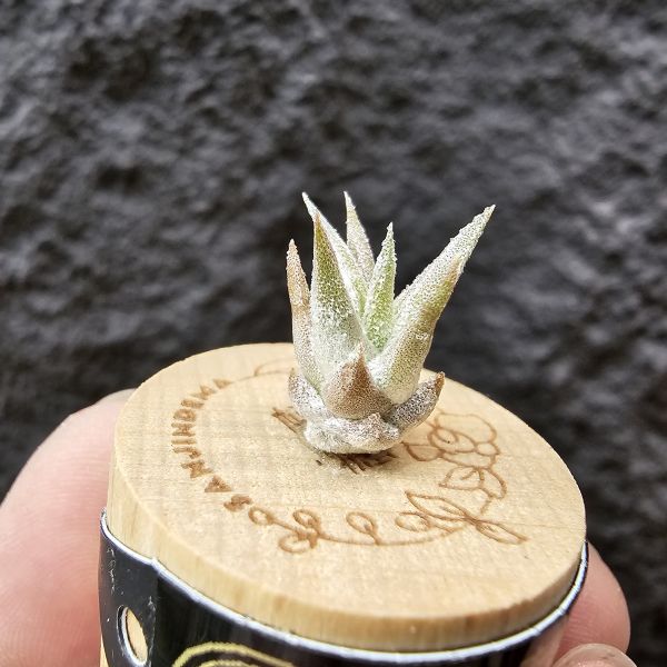 長莖mini/Tillandsia ionantha v. vanhyningii mini Form 