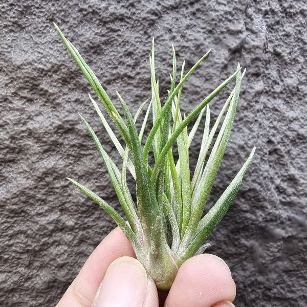 小章魚×小精靈(綴化)/Tillandsia bulbosa × ionantha 