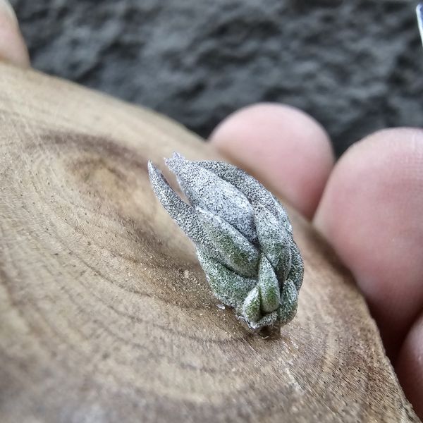白天鵝×赤兔(新品)/Tillandsia barfussii × edithae~From JoLi 