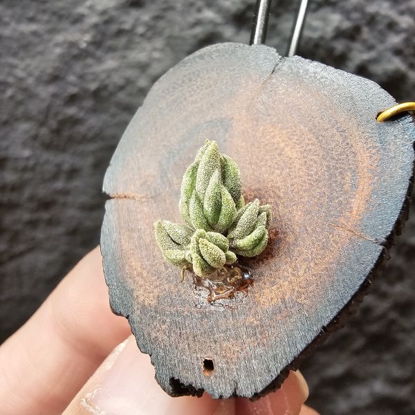 白天鵝(實生群)/Tillandsia barfussii seedling~實生苗在成長過程中皆有持續增生芽的可能！ 