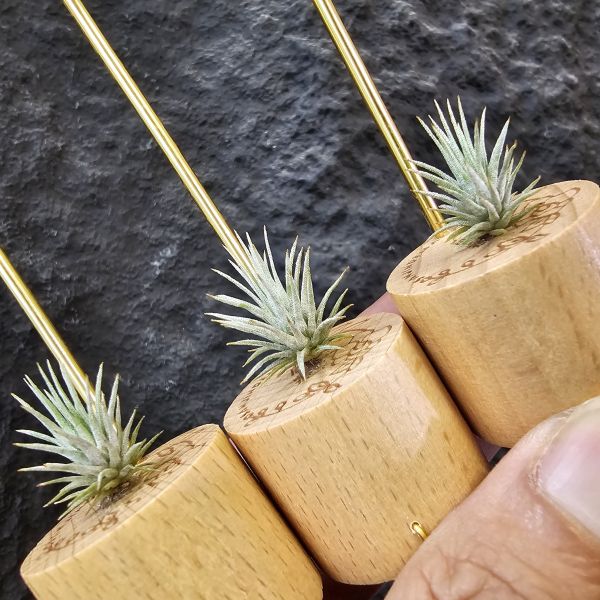 紅花海膽(不挑株)/Tillandsia Argentea 
