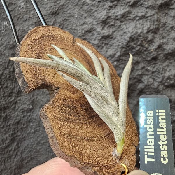 卡斯塔拉米(成株尺寸)/Tillandsia castellanii(Argentina)~阿根廷原生種，黃色瓣狀花，圖四可參考叢生型態 
