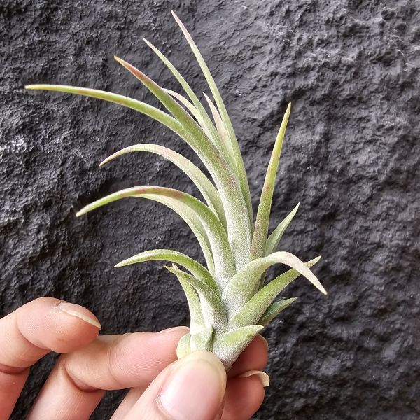 卡比他他×德魯伊/Tillandsia capitata × ionantha Druid 
