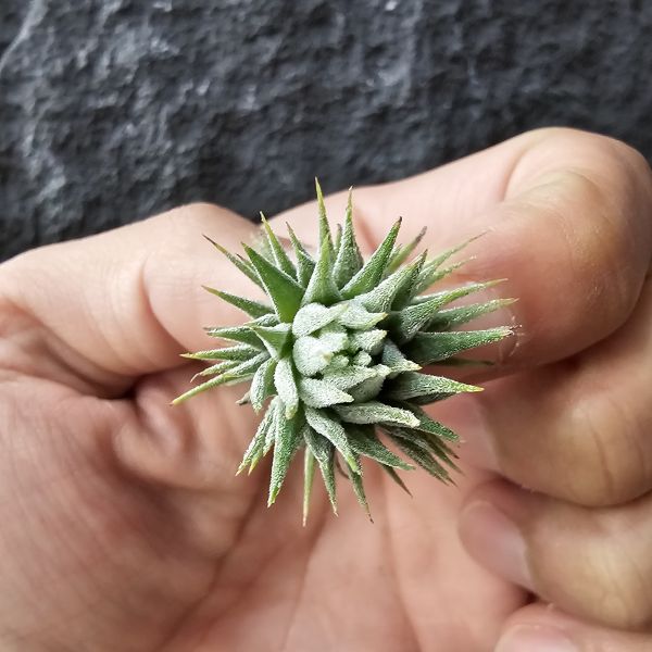 小精靈實生-國外農場選拔/Tillandsia Ionantha select~進口植株多少葉傷 
