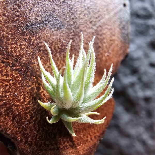 歐洲蘿莉(密葉)/Tillandsia loliacea compact form(Europe)~母株圖四參考 