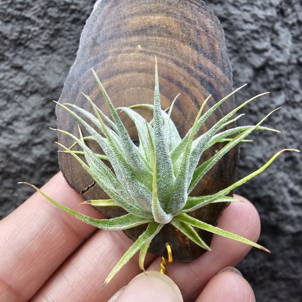 R燒/Tillandsia Roseiflora(Europe) 