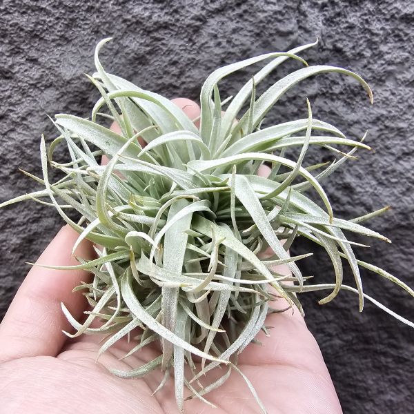 草莓牛奶(叢)/Tillandsia capitata mauve 