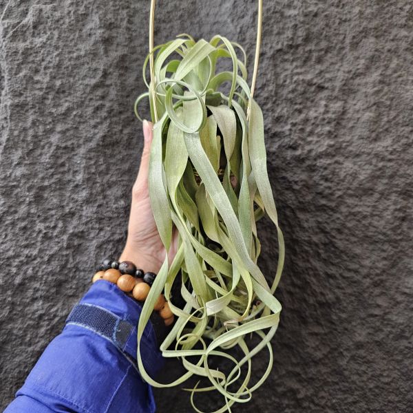 長葉電捲(不含吊架)/Tillandsia streptophylla~露養植株多少有正常耗葉!完美主義請勿下單! 