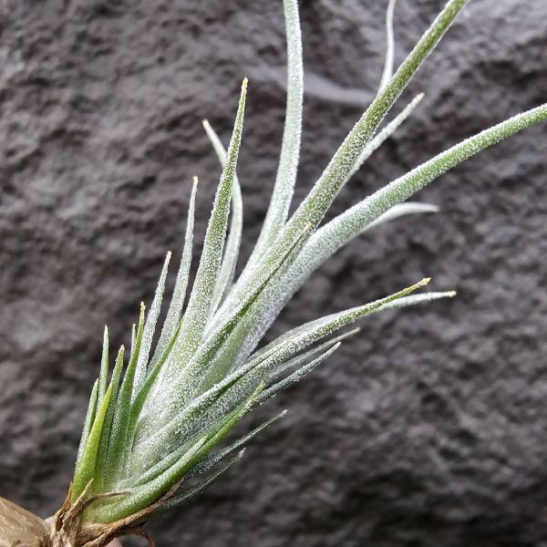 初戀 × (河豚×犀牛)/Tillandsia arequitae × (ehlersiana × seleriana RFI) 