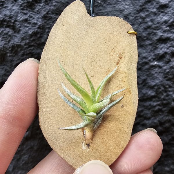 方洞(棕色瓣狀花)/Tillandsia Rectangula 