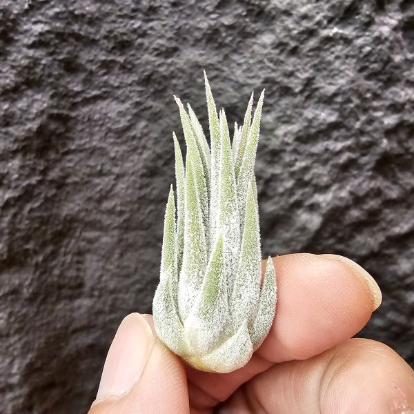 天鵝絨小精靈/Tillandsia ionantha Tall Velvet 