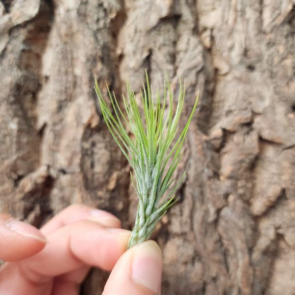 小狐尾/Tillandsia Funckiana 