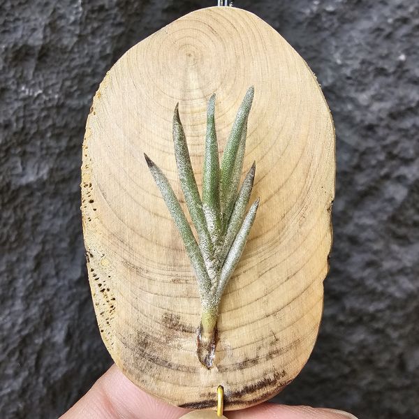 歐洲卡畢/Tillandsia capillaris(Europe) 