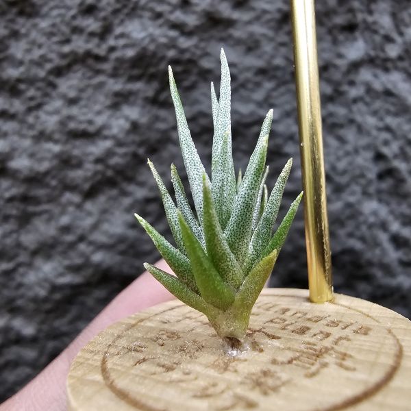 黃花媳婦(xip)×河豚/Tillandsia xiphioides var. lutea × ehlersiana 