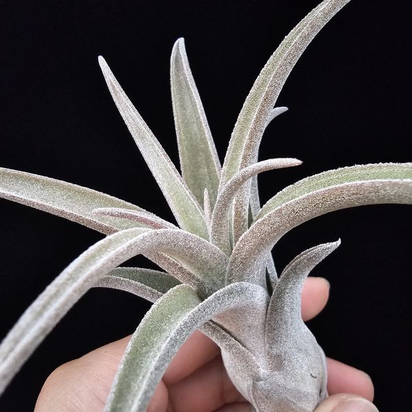 線西野獸(顯紅)首輪肥芽/Tillandsia 'Xianxi Beast'(Mali Dofitas × streptophylla Mexico)~展現了雙親本的特色，長年顯色，毛感厚實。 