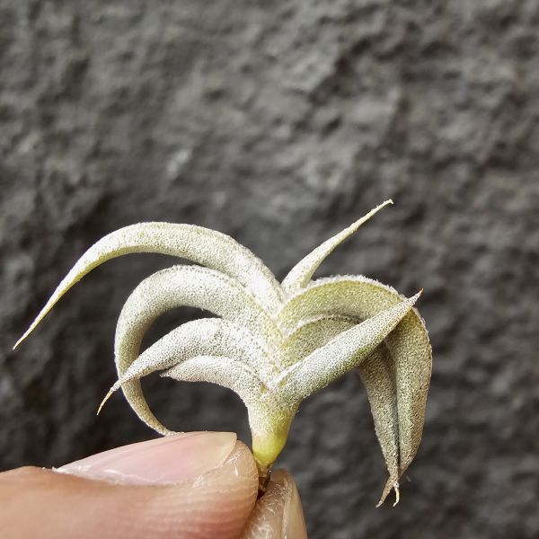吉利minor(燕子)/Tillandsia gilliesii forma minor 