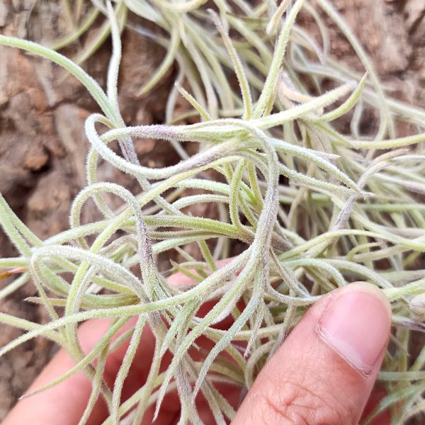 粗葉松蘿(墨西哥)/Tillandsia Usneoides Mexico~約30cm 