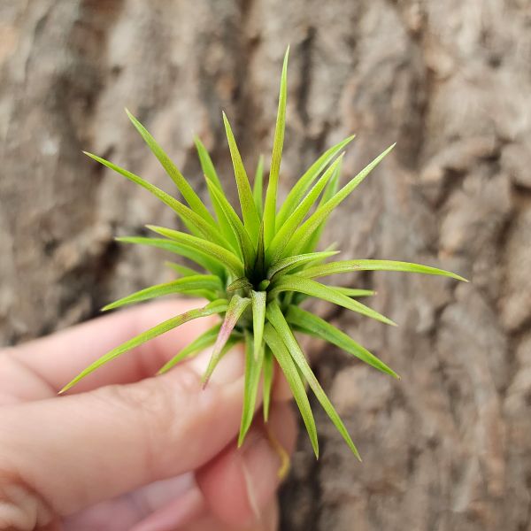 火焰&福果小精靈・特選/Tillandsia ionantha Fuego 