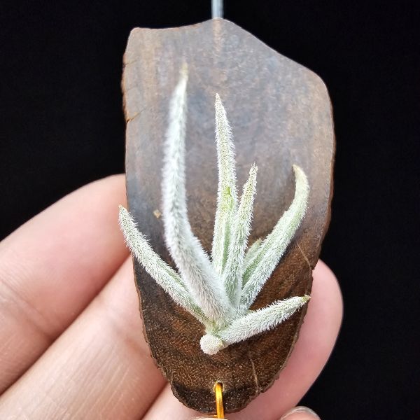 毛腸/Tillandsia santiagoensis 