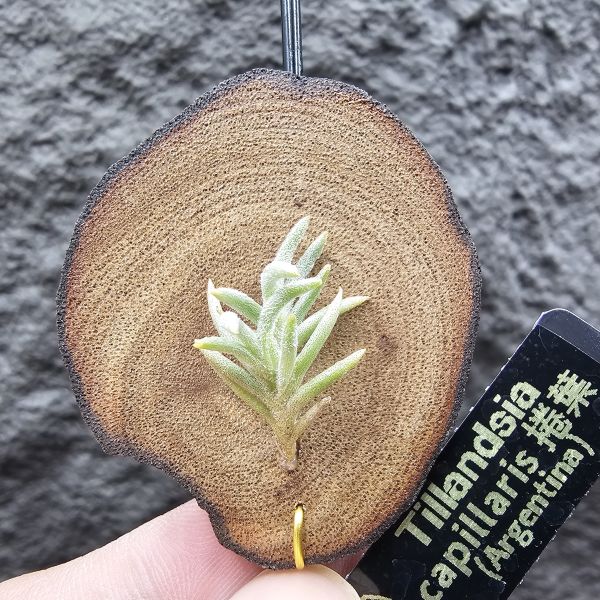 Tillandsia capillaris捲葉(Argentina) 