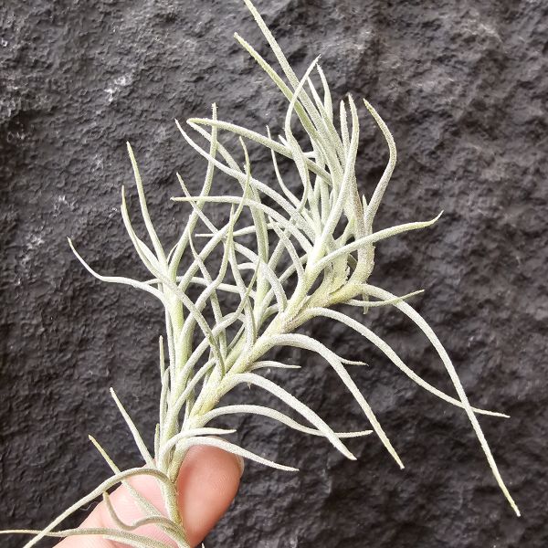 卡畢Type1/Tillandsia capillaris Type 1 