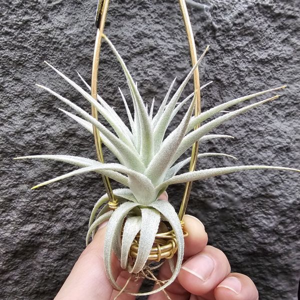 薄紗變異(紫花)/Tillandsia gardneri v. rupicola purple form 