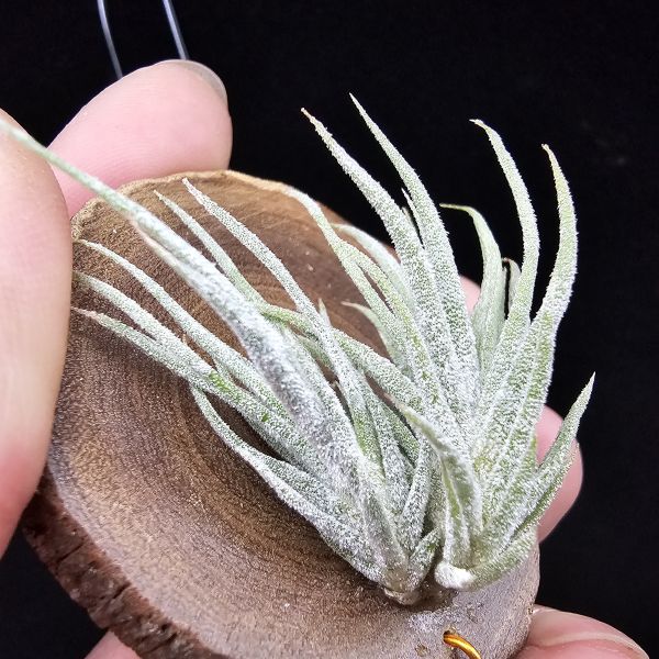 New~小矮人精靈×雞爪(精靈爪?)/Tillandsia ionantha Enano(Tropiflora) × glabrior~熱帶'小矮人精靈'與銀葉質感的'雞爪'交種，有點奇葩XD~叢生滿美、毛毛的~ 