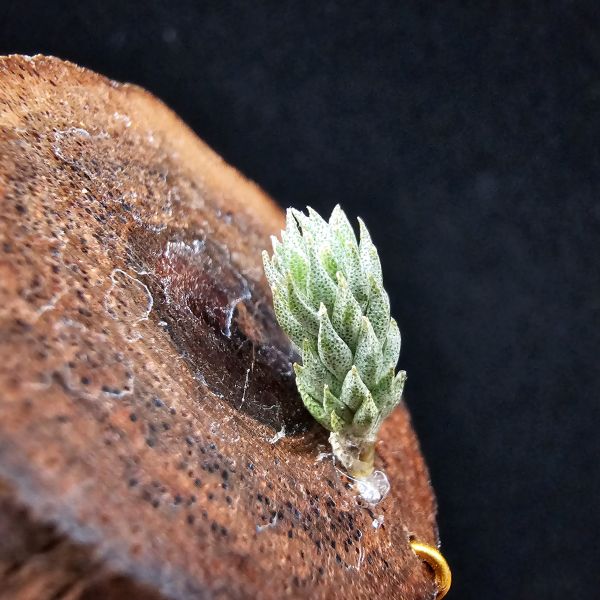 彈頭(黑紫花)/Tillandsia pedicellata Purple Flower(Argentina) 