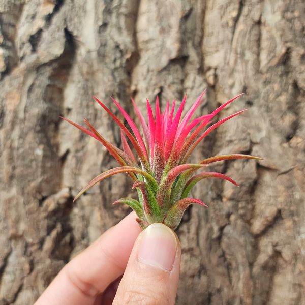 蜜桃×綠精靈/Tillandsia ionantha Peach × Green 